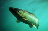 źródło:www.fishing.pl